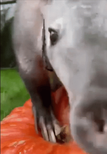 an aardvaark snoofing the camera an aardvaark snoofing the camera
